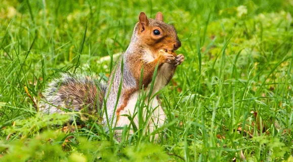 户外松鼠动物 户外松鼠动物