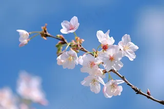 春日樱花花朵摄影图