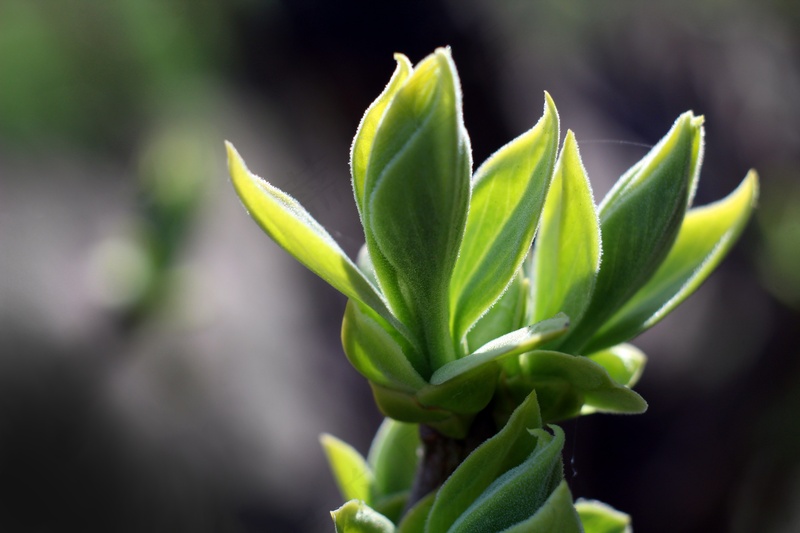 户外绿茶茶叶