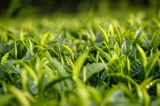 茶叶茶树抽新芽摄影图