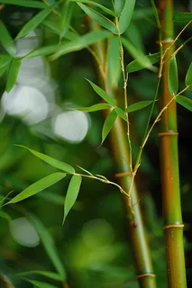 春夏竹林绿色清凉摄影图