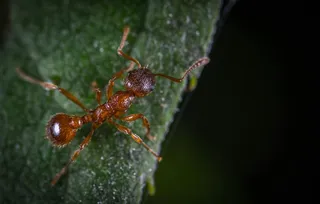 微距下的探索者：蚂蚁与绿叶