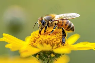 蜜蜂采蜜黄色花朵春天摄影图
