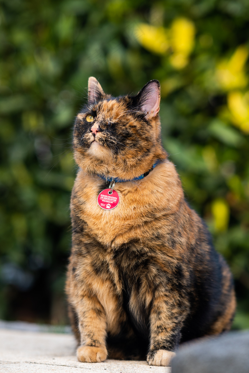 户外猫咪小猫