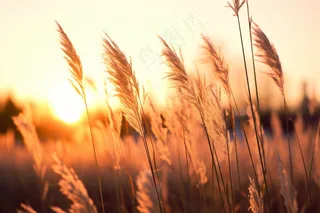 芦苇荡夕阳下美丽芦苇花摄影图