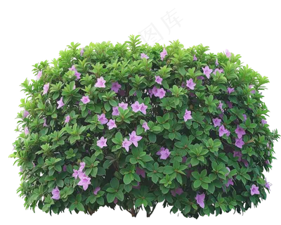 免抠开花灌木