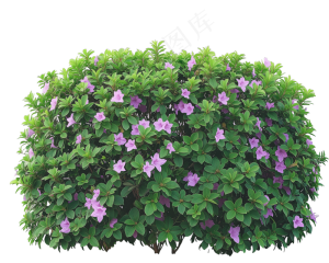 免抠开花灌木