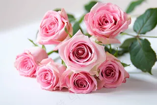 玫瑰花鲜花花朵摄影图