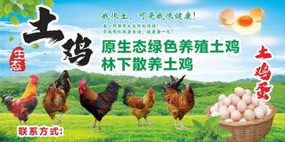 土鸡土鸡蛋美食海报