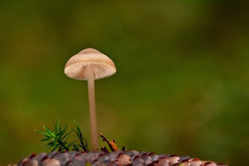 森林层状蘑菇4