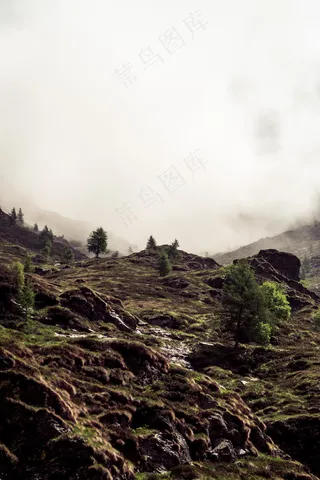 云雾森林图片