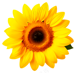 真实的向日葵花朵背景