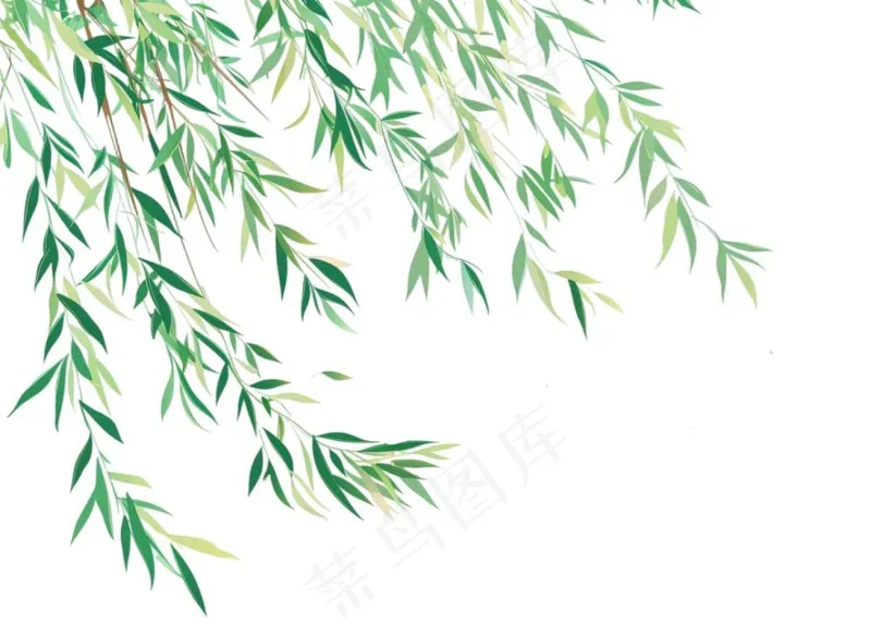 柳树柳条春天绿叶卡通插画免抠(1296x928)