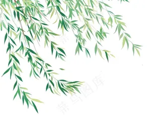 柳树柳条春天绿叶卡通插画免抠