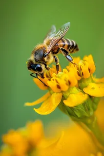 蜜蜂采蜜黄色花朵春天摄影图 蜜蜂采蜜黄色花朵春天摄影图