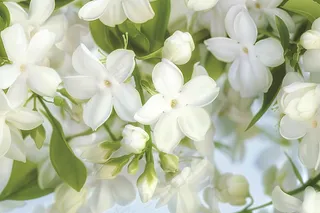 栀子花白色花朵植物摄影图