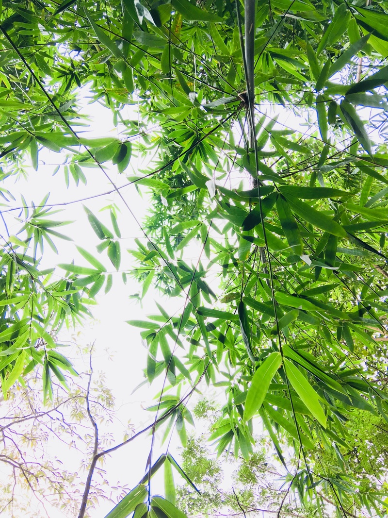 翠竹竹叶竹子