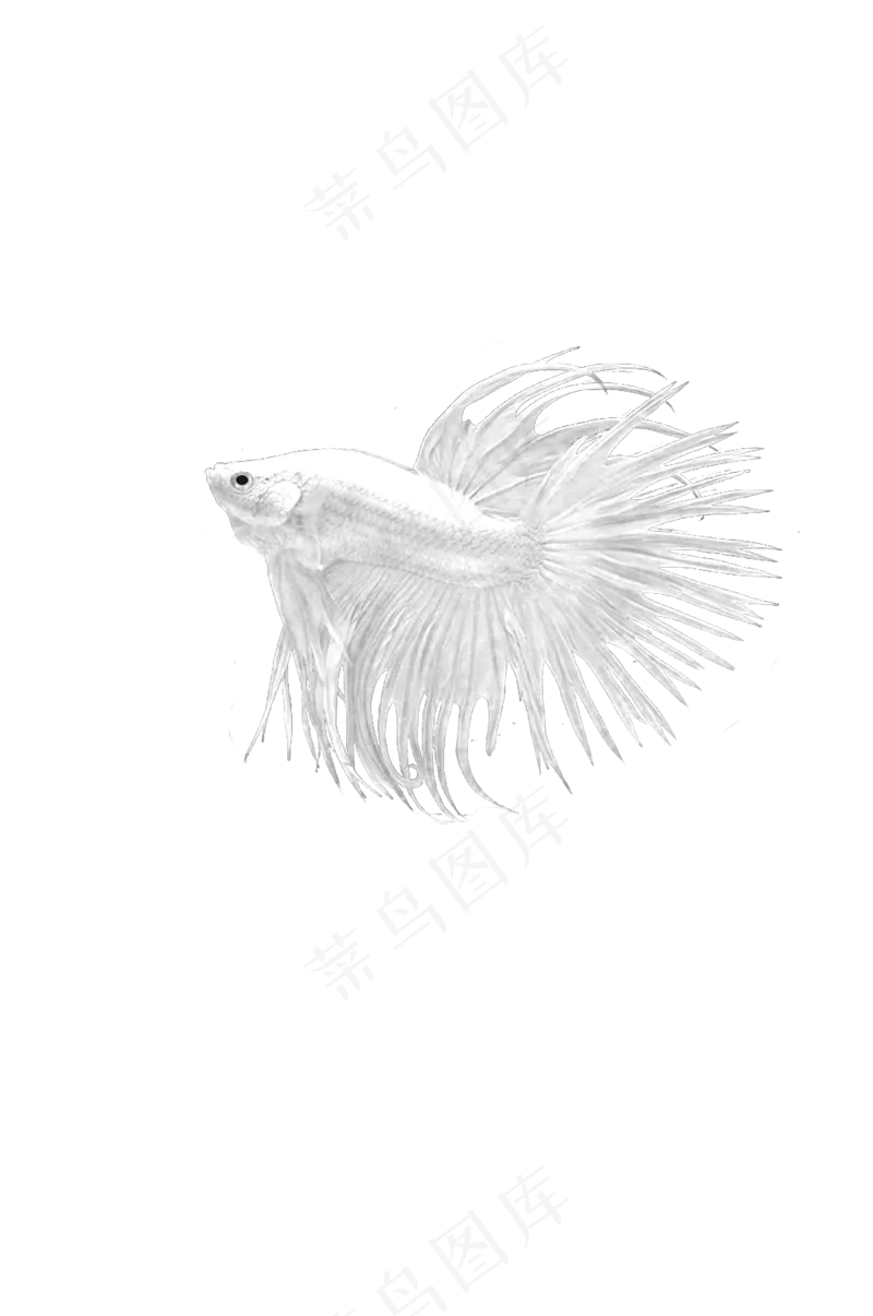 白色斗鱼 免抠