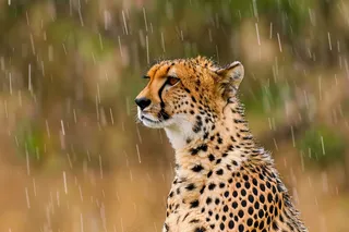 雨中的猎豹保护动物摄影图