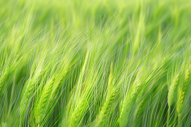 绿色小麦麦穗小满芒种摄影图