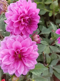 粉紫色的两朵鲜花美图 粉紫色的两朵鲜花美图