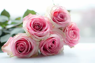 玫瑰花鲜花花朵摄影图