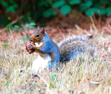 户外松鼠动物 户外松鼠动物