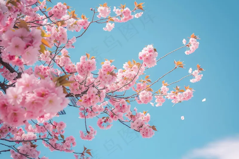 春日樱花花朵摄影图(4032x2688)