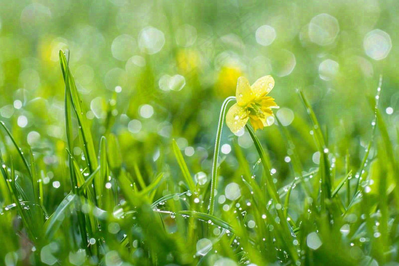 春天草丛里盛开的小黄花清晨露珠雨水谷雨摄影图(1344x896)