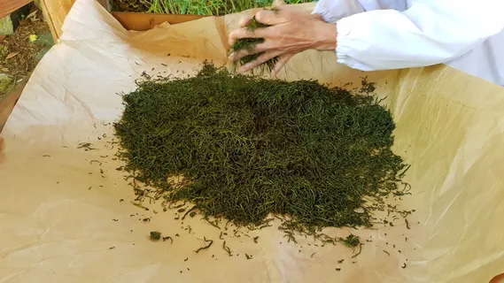 绿茶制茶茶艺