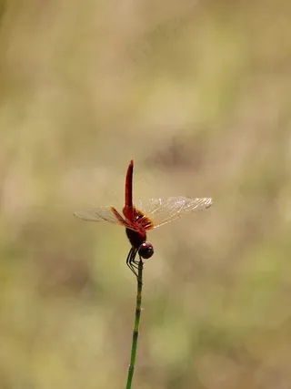 红蜻蜓优雅栖息在草尖