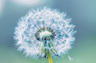 蒲公英白色摄影图