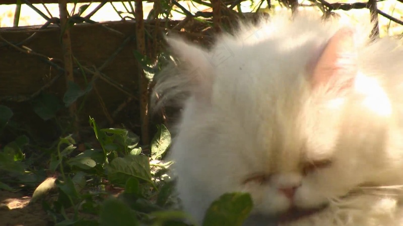 可爱猫咪摄影
