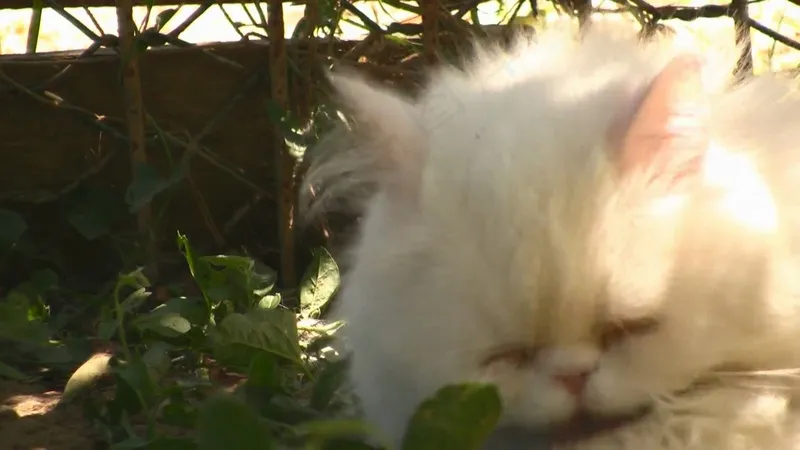 可爱猫咪摄影