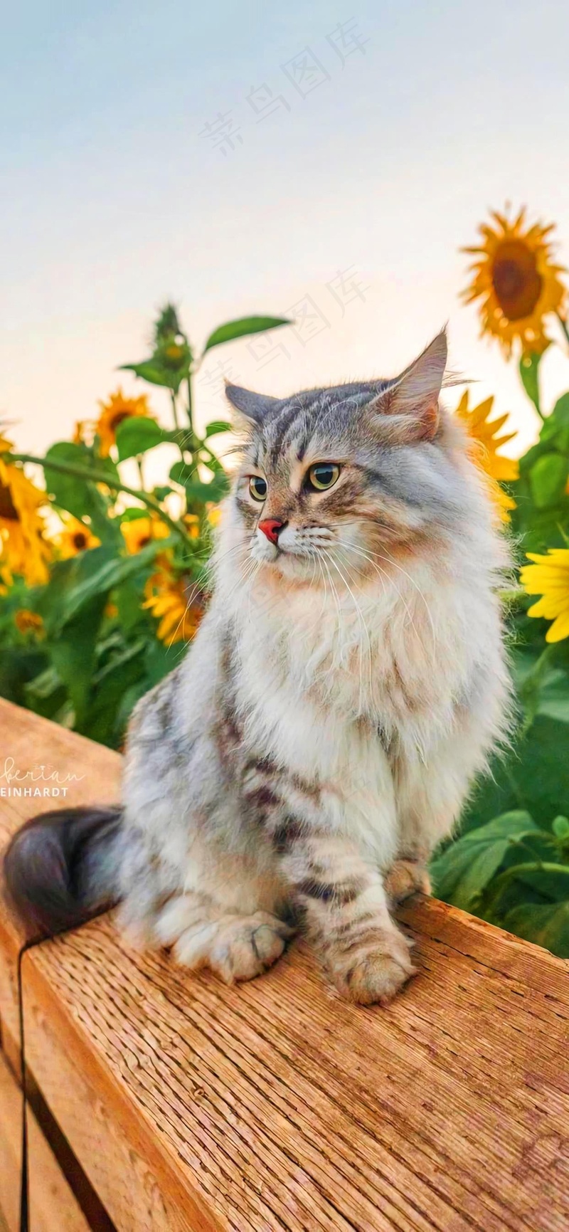 可爱猫咪摄影