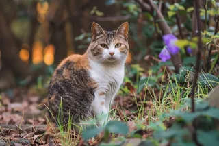猫咪宠物猫可爱动物摄影图
