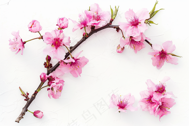 春日桃花粉色花朵摄影图(4032x2688)