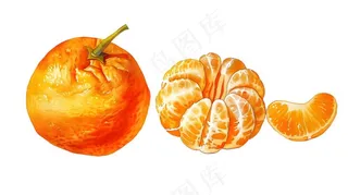 橘子砂糖橘手绘插画插图免抠