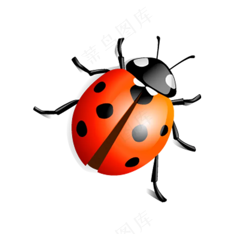 彩色的七星瓢虫