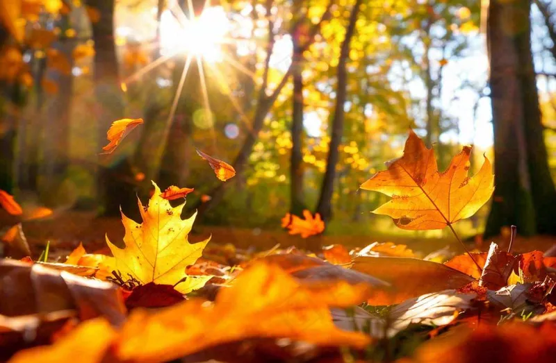 秋天森林的落叶金黄阳光透过树叶温暖秋分立秋处暑摄影图(1344x880)