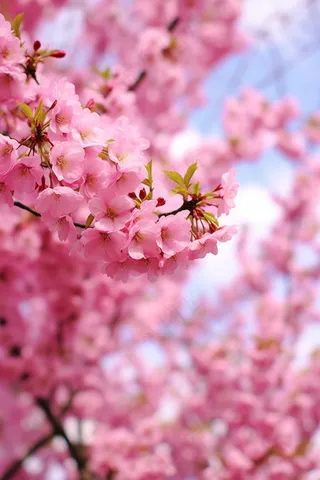 春天樱花粉色花朵海棠花摄影图