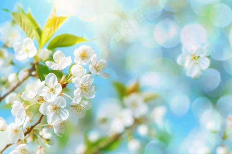白花梨花花朵春意蓝天背景春分立春惊蛰摄影图(1344x896)