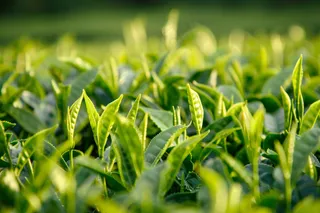 茶叶茶树抽新芽摄影图