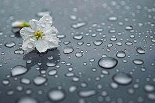 雨天掉落的白色花朵雨水谷雨寒露摄影图