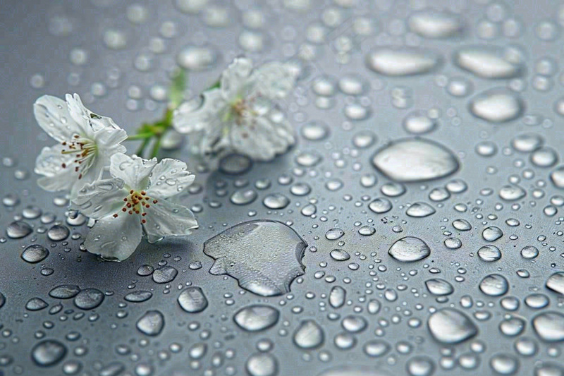 雨天掉落的白色花朵雨水谷雨寒露摄影图(1344x896)