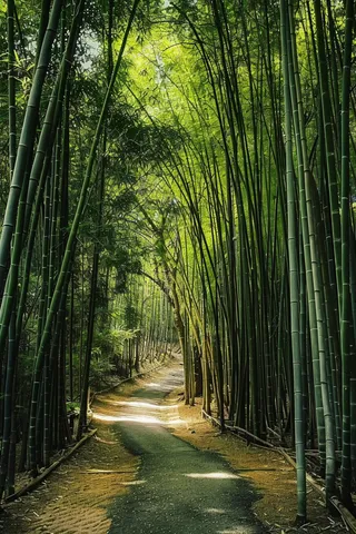 竹林里小路摄影图