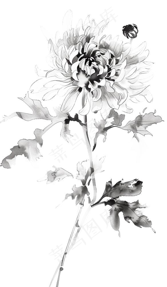 菊花水墨画中国风手绘清明重阳插画免抠(832x1424)