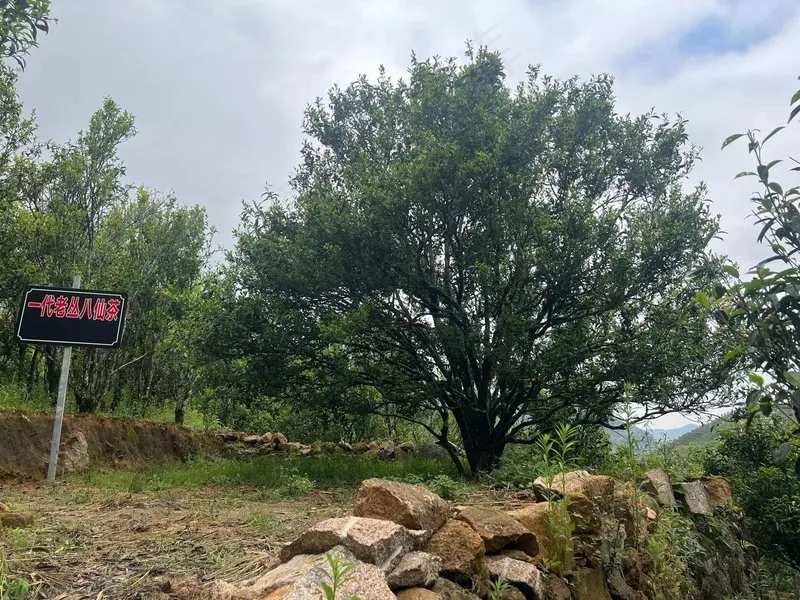 一代八仙凤凰单丛茶