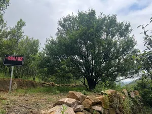 一代八仙凤凰单丛茶