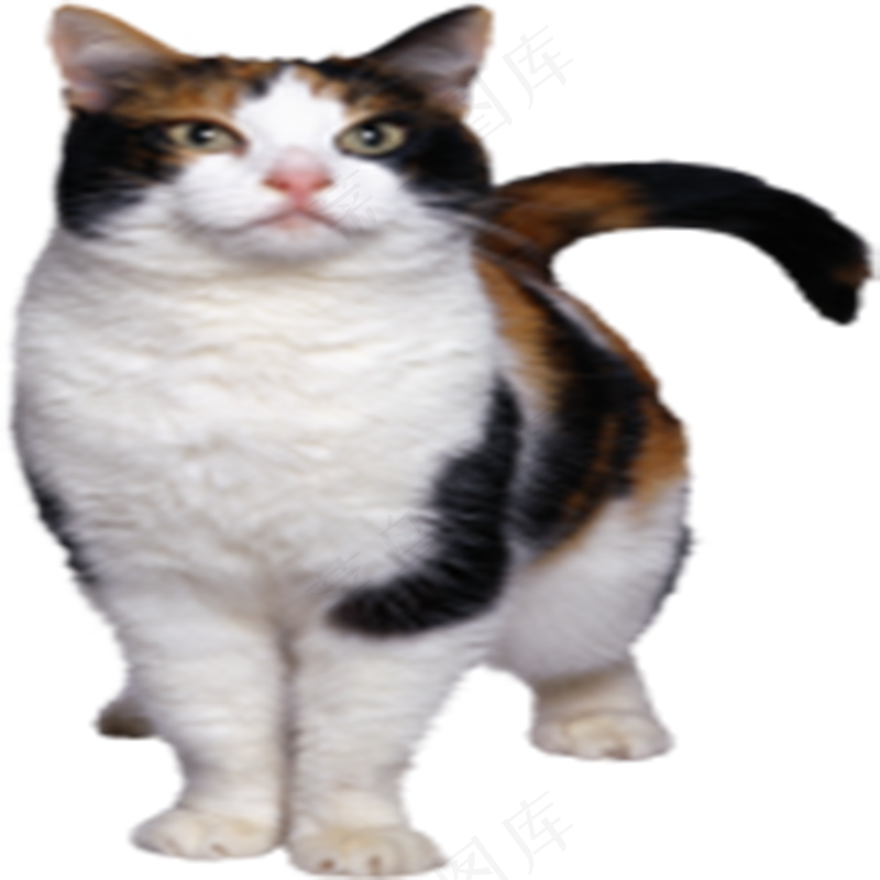 猫咪4-catpsd模版下载